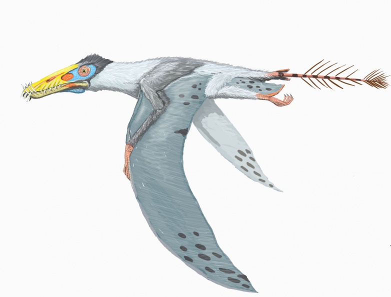 33140. Pterosauria (Flugsaurier)_2.jpg